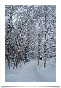 Trudging  through the frozen forest - Richard Nicholls